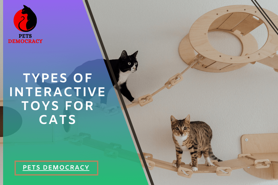 Best Interactive Toys for Cats