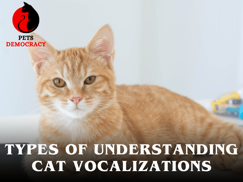 Understanding Cat Vocalizations