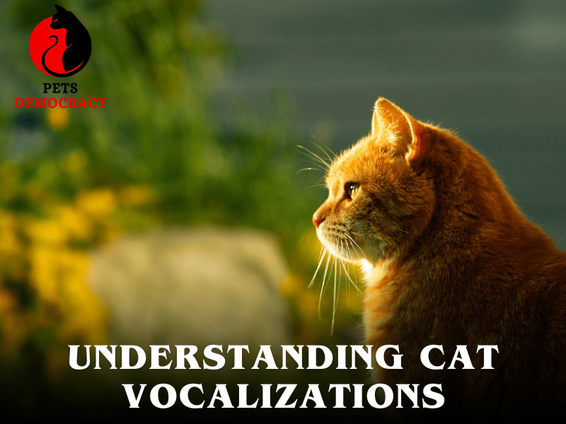 Understanding Cat Vocalizations