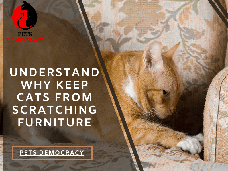 How to Keep Cats from Scratching Furniture