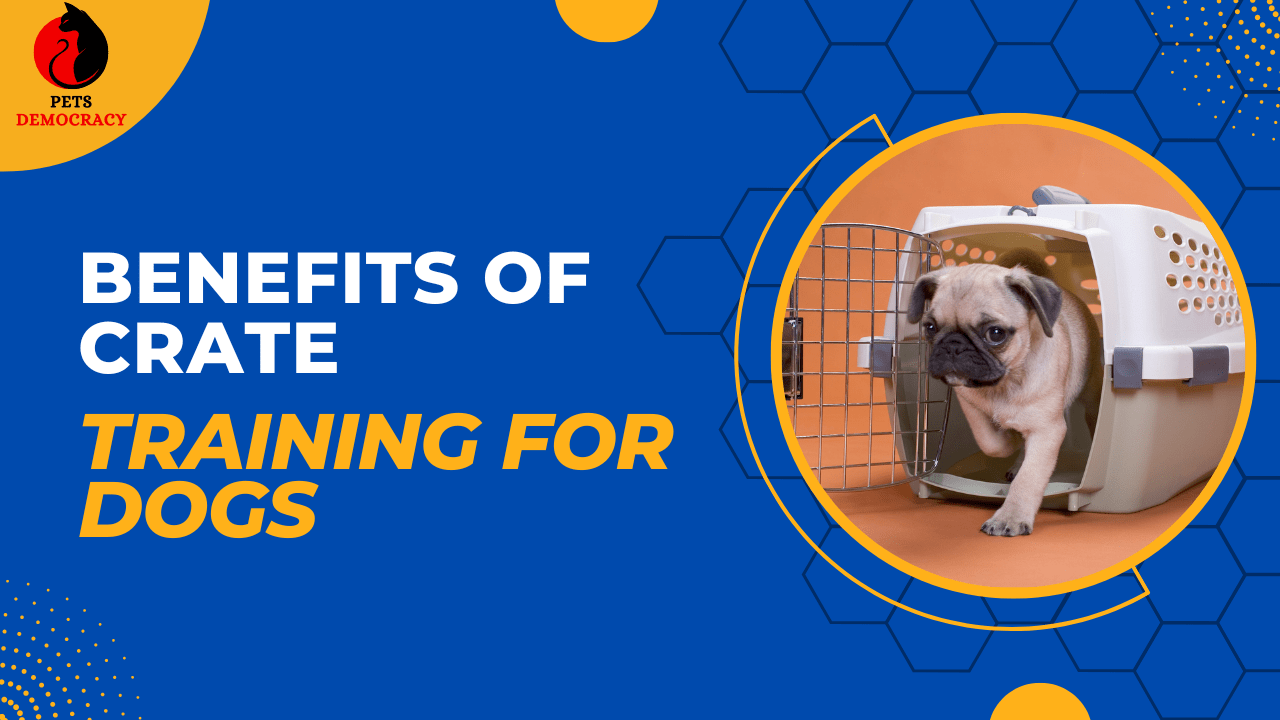 Benefits of Crate Training for Dogs