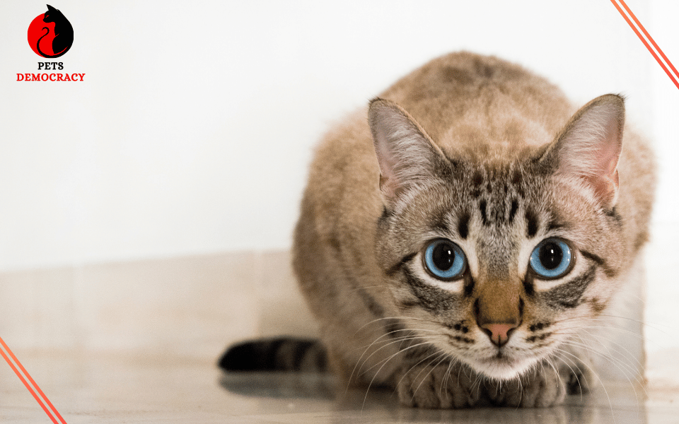 Best Natural Flea Treatments for Cats