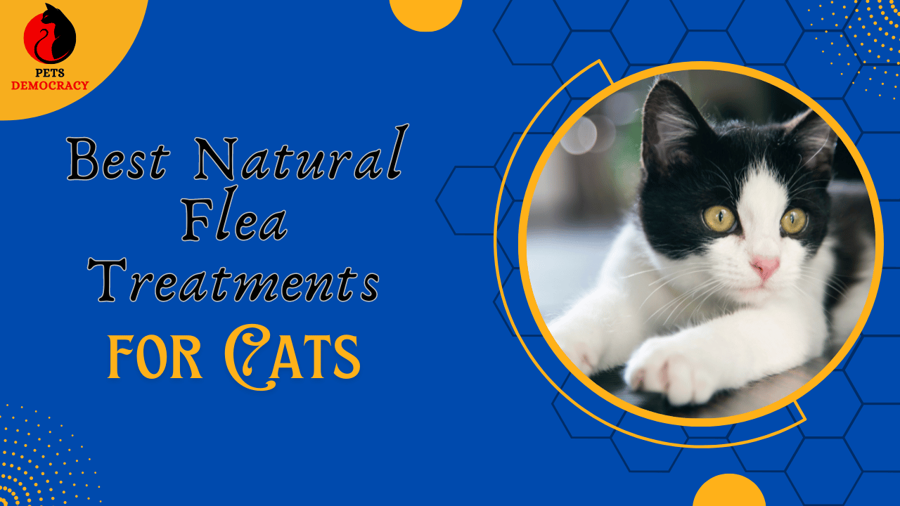 Best Natural Flea Treatments for Cats