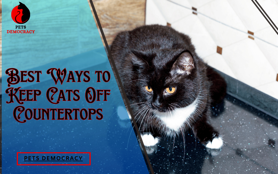 Best Ways to Keep Cats Off Countertops