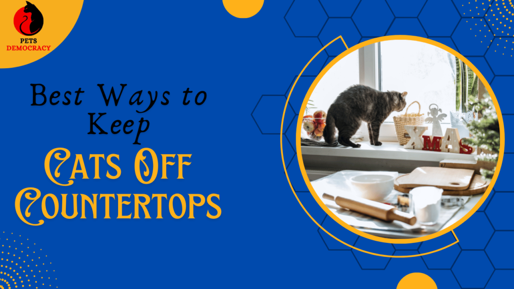 Best Ways to Keep Cats Off Countertops