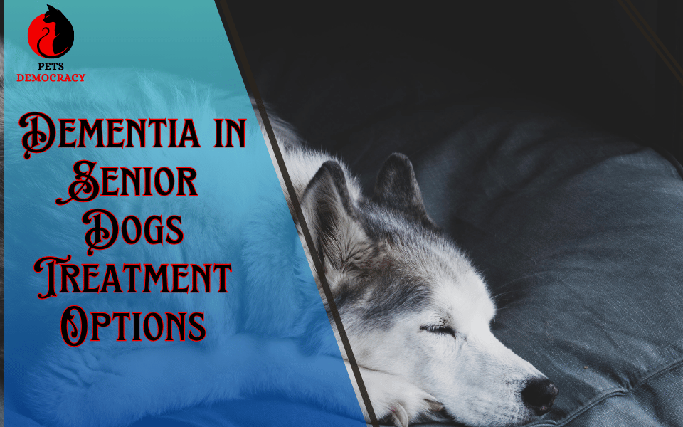 Signs of Dementia in Senior Dogs