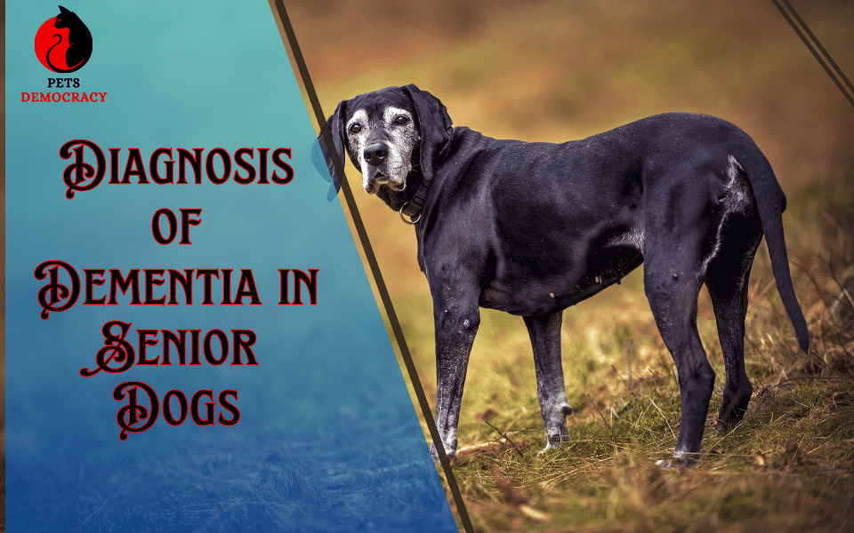 Signs of Dementia in Senior Dogs