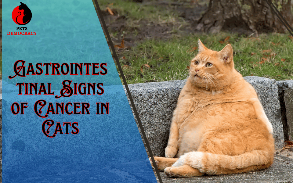 Signs of Cancer in Cats