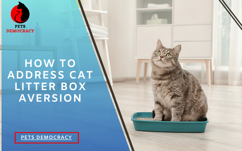 Cat Litter Box Aversion