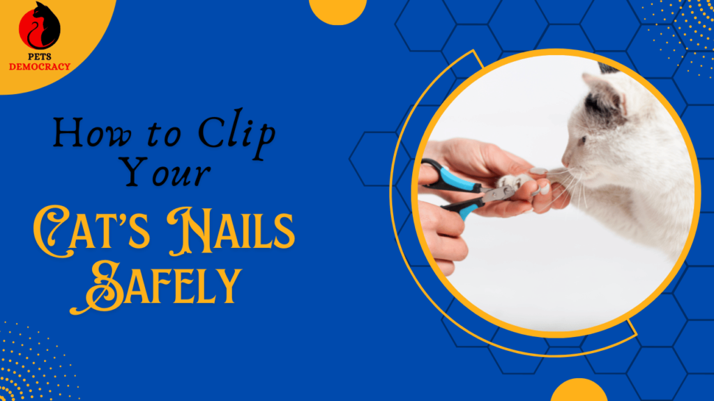 How to Clip Your Cat’s Nails Safely