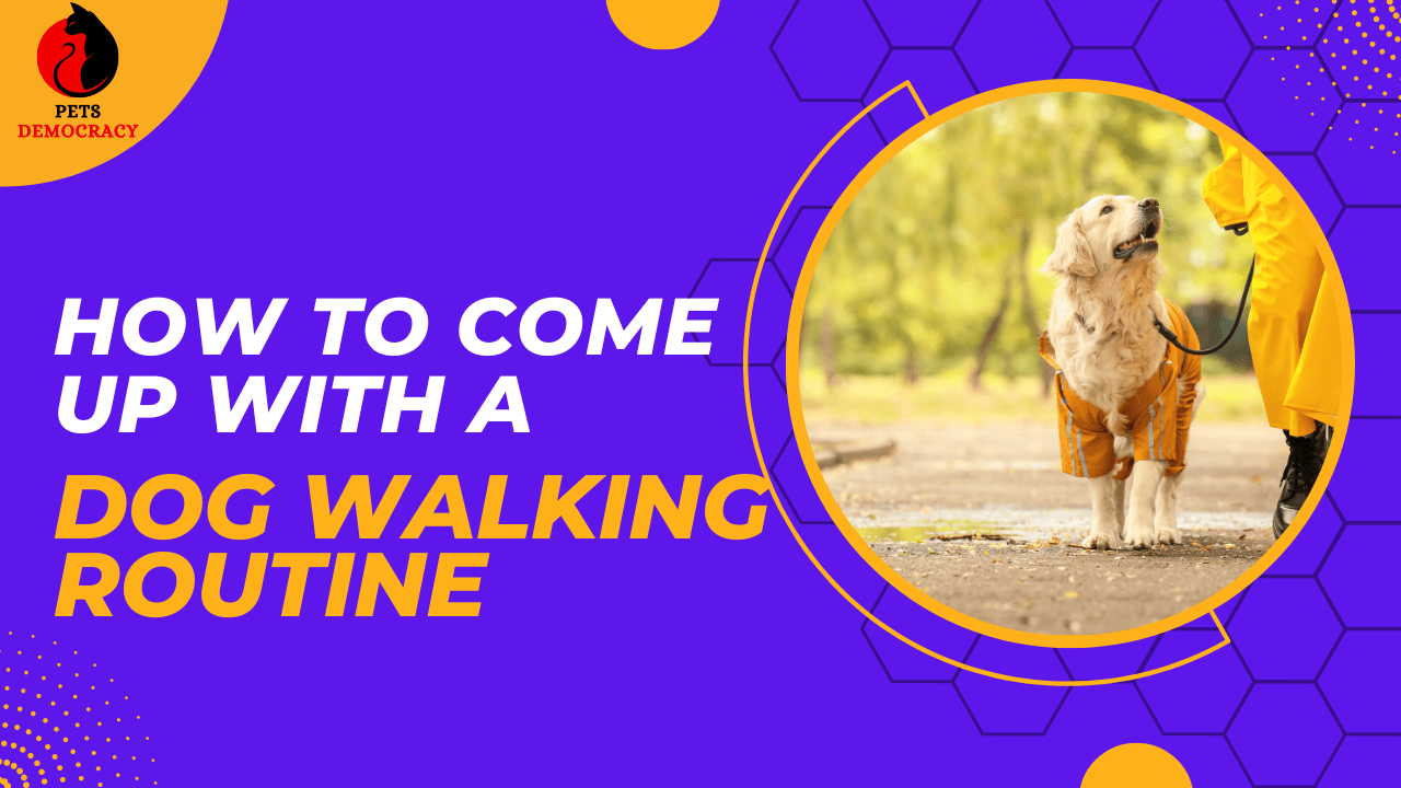 Dog Walking Routine