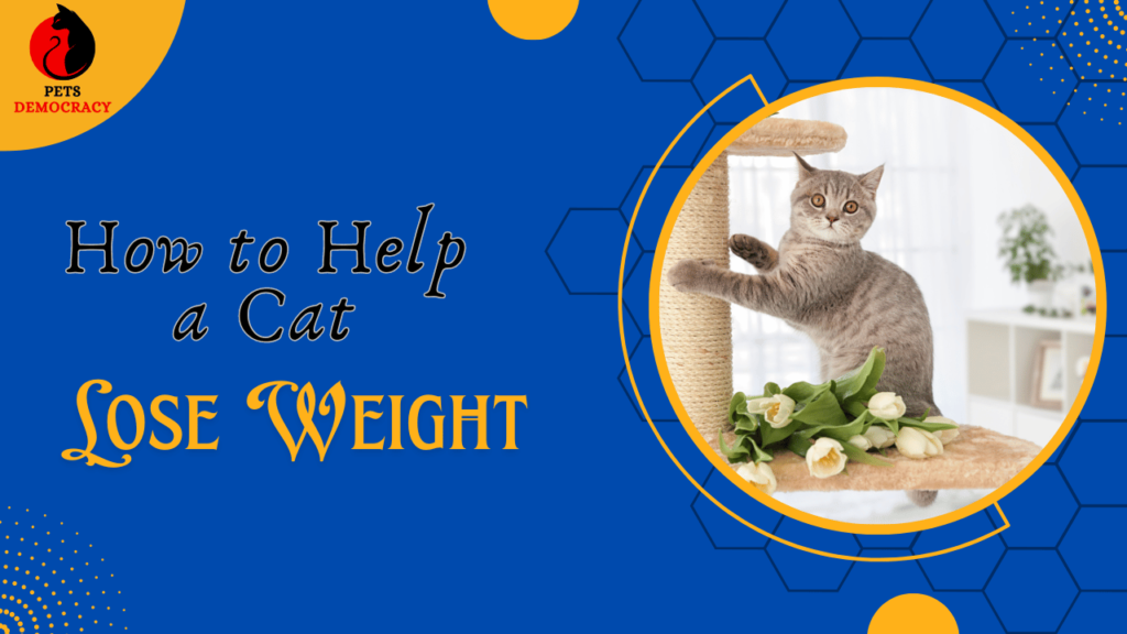 How to Help a Cat Lose Weight