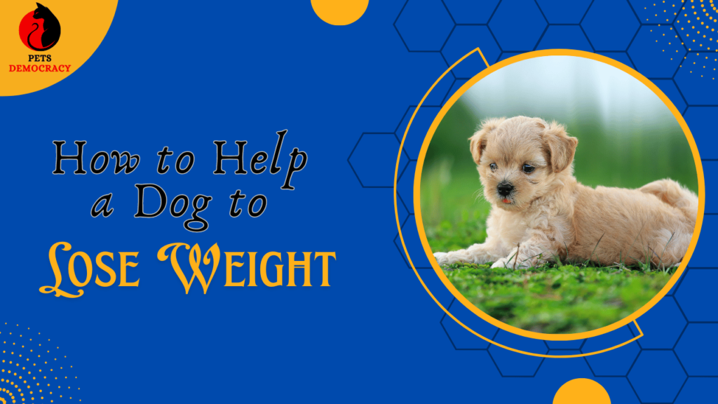 How to Help a Dog to Lose Weight