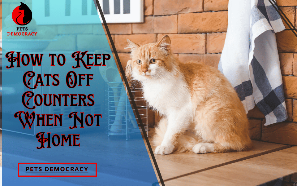 Best Ways to Keep Cats Off Countertops