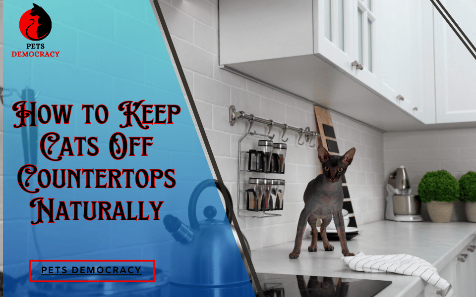 Best Ways to Keep Cats Off Countertops