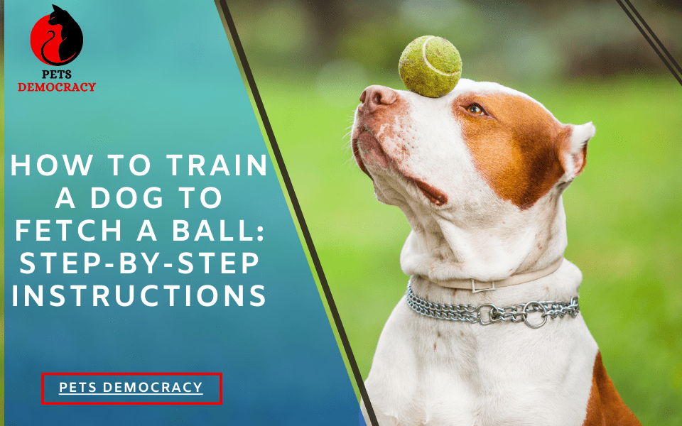 How to Train a Dog to Fetch