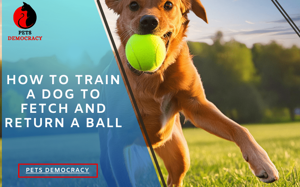 How to Train a Dog to Fetch