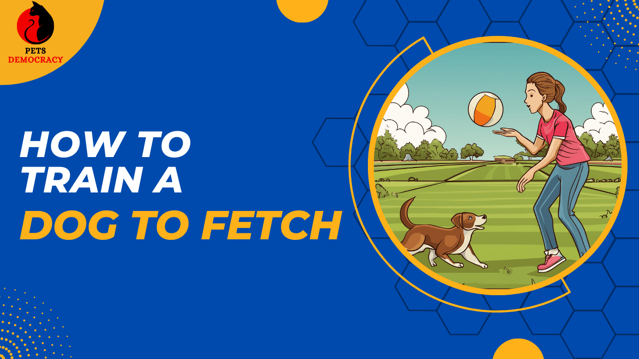 How to Train a Dog to Fetch