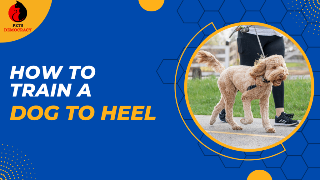 How to Train a Dog to Heel