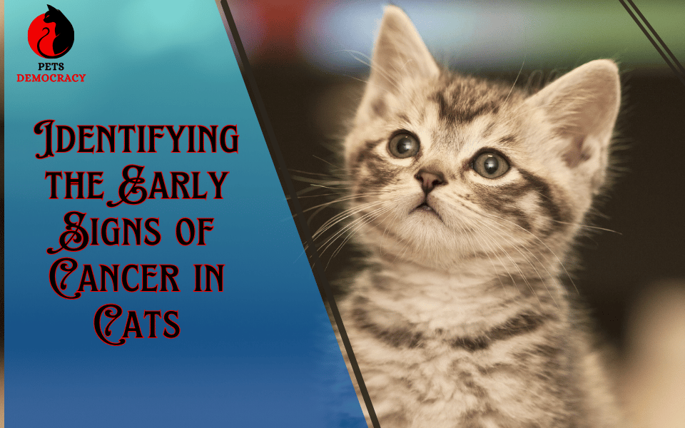 Signs of Cancer in Cats