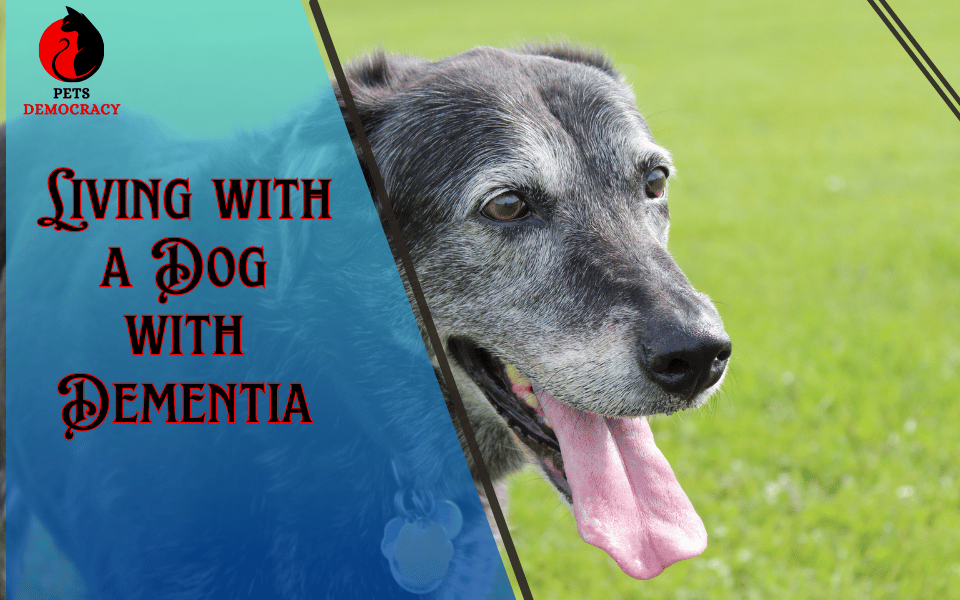 Signs of Dementia in Senior Dogs