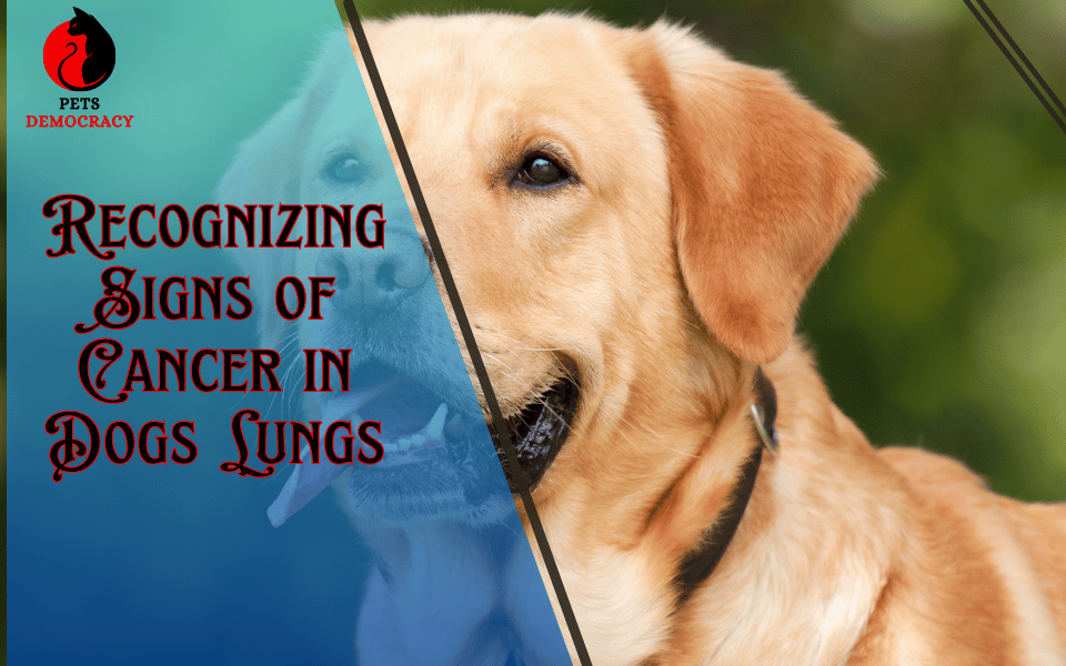 Signs of Cancer in Dogs