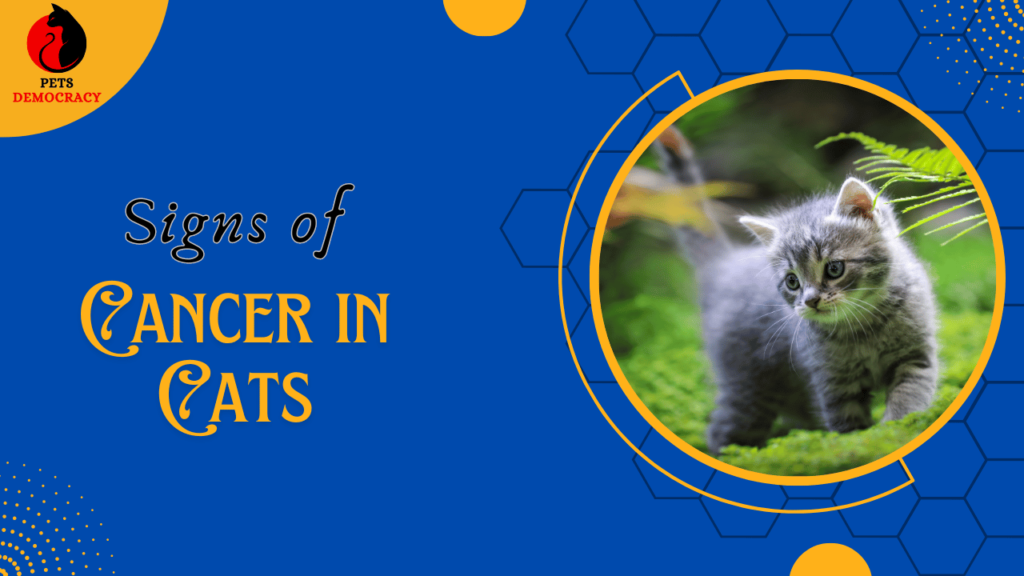 Signs of Cancer in Cats