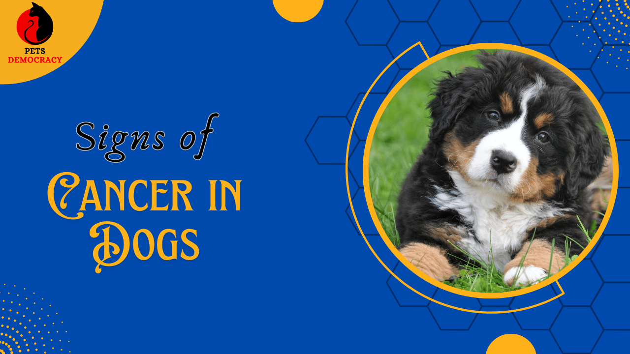 Signs of Cancer in Dogs