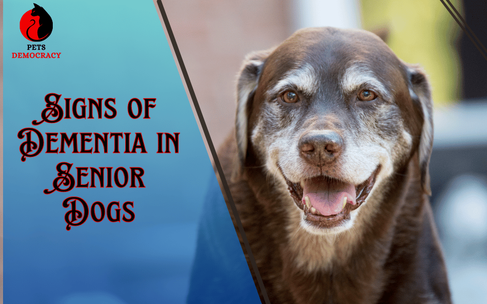 Signs of Dementia in Senior Dogs