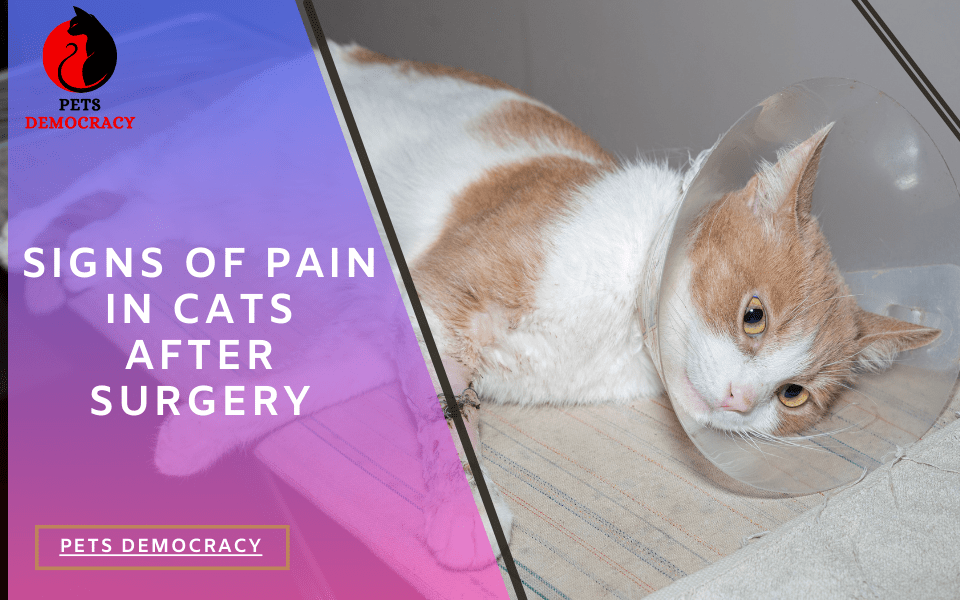 Signs of Pain in Cats