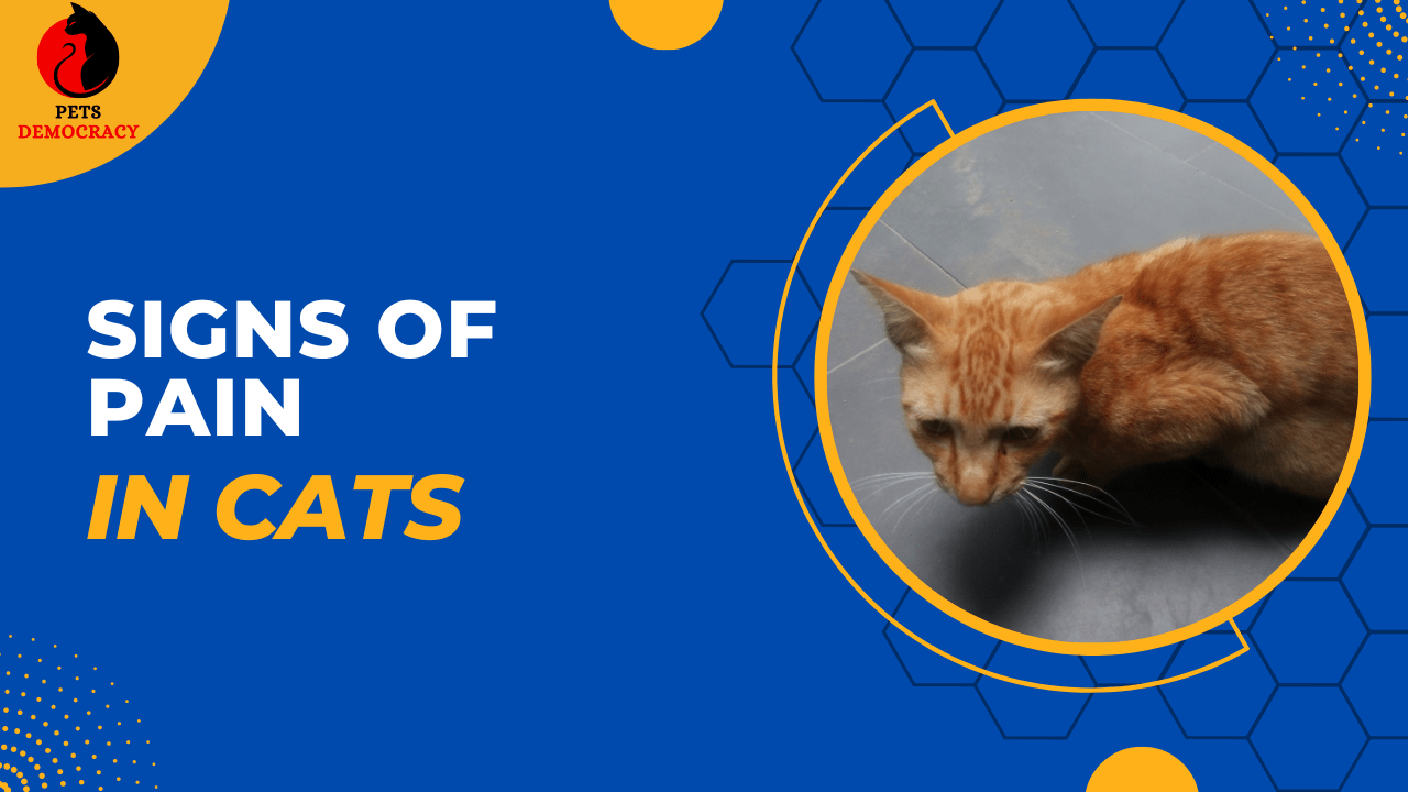 Signs of Pain in Cats