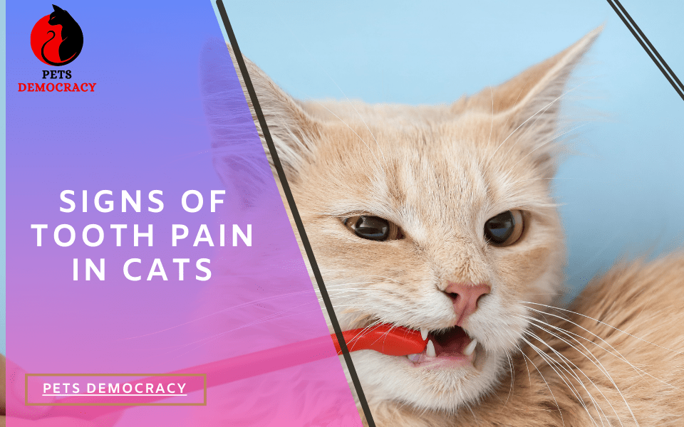 Signs of Pain in Cats