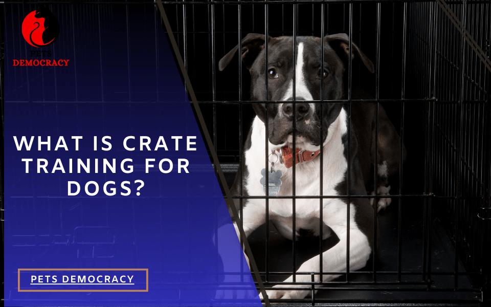 Benefits of Crate Training for Dogs