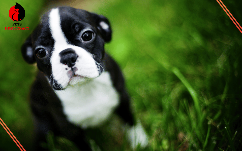 5 Reasons Why Boston Terriers Are the Best