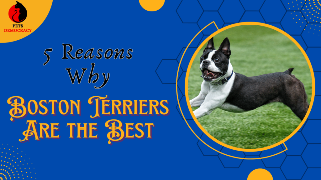 5 Reasons Why Boston Terriers Are the Best