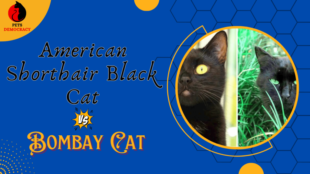 American Shorthair Black Cat Vs Bombay Cat