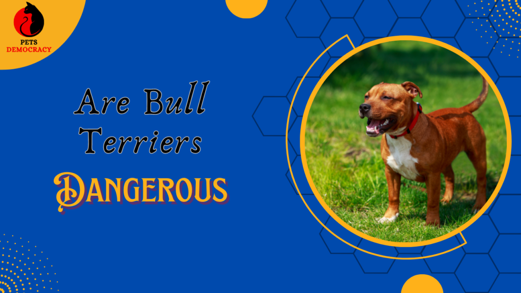 Are Bull Terriers Dangerous