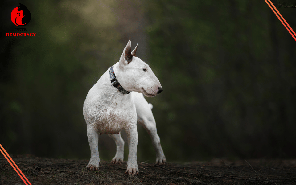 Are Bull Terriers Dangerous