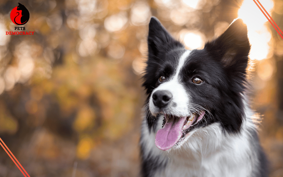 Best Dog Food for Border Collies 2024