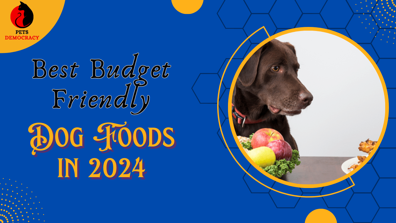 Best Budget Friendly Dog Foods in 2024