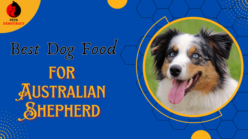 Best Dog Food for Australian Shepherds