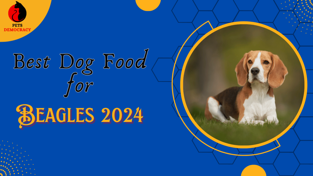 Best Dog Food for Beagles 2024