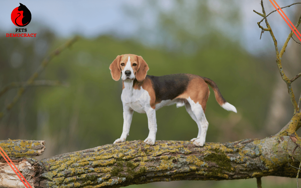 Best Dog Food for Beagles 2024