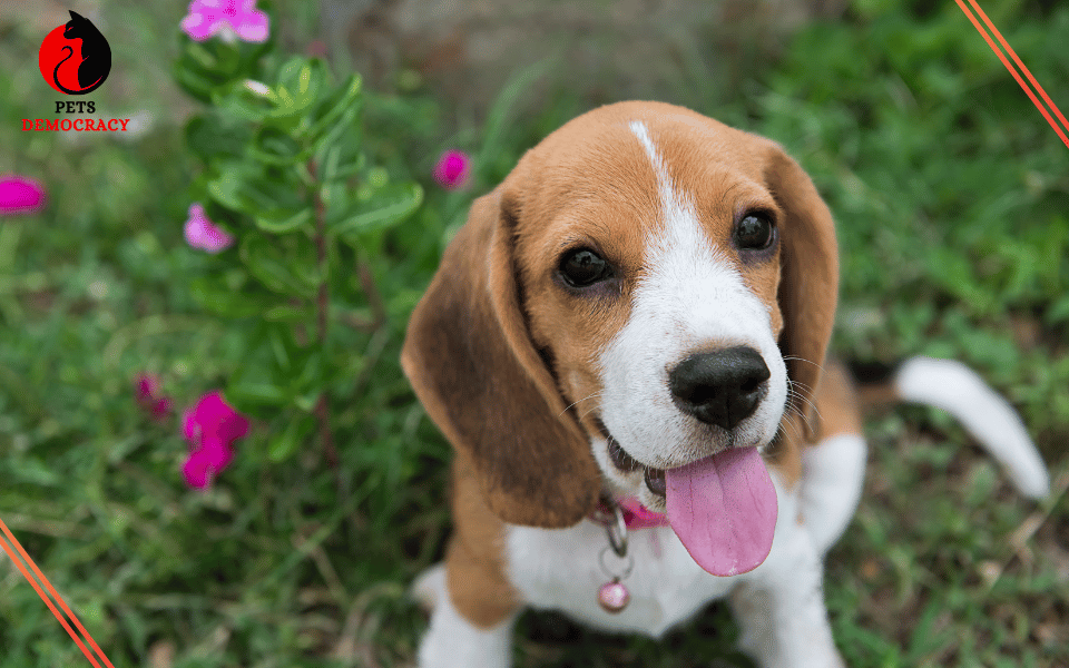 Best Dog Food for Beagles 2024