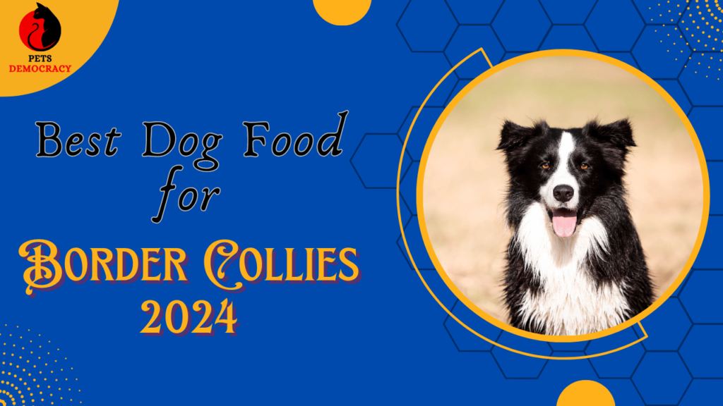 Best Dog Food for Border Collies 2024