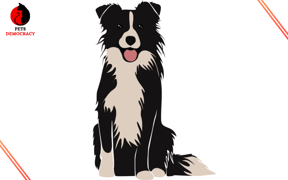 Best Dog Food for Border Collies 2024