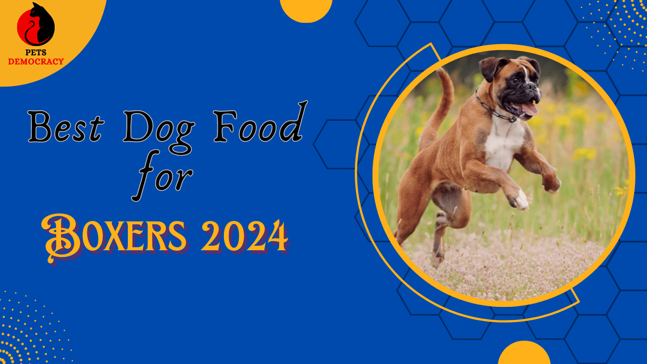 Best Dog Food for Boxers 2024