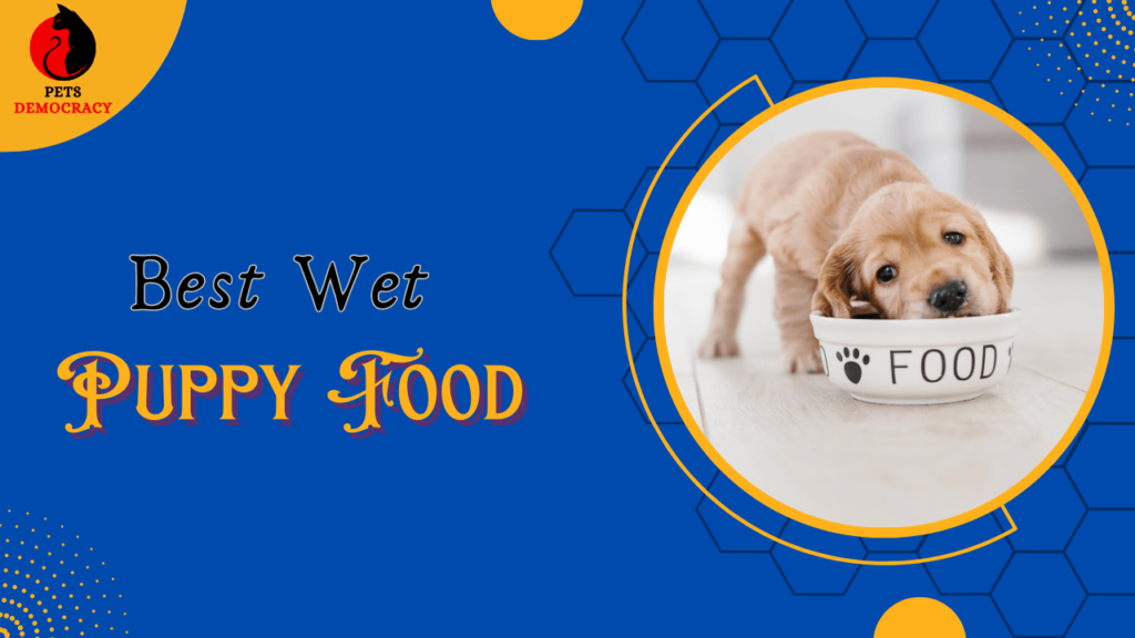 Best Wet Puppy Food