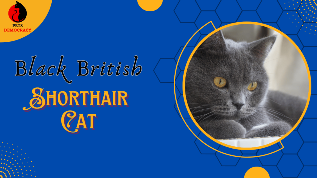 Black British Shorthair Cat