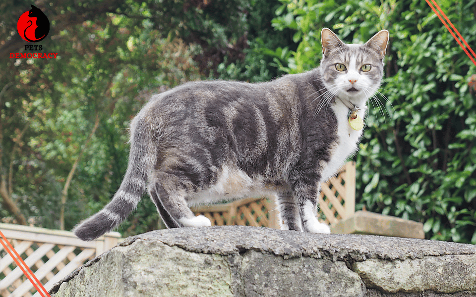 Gray Tabby Cats